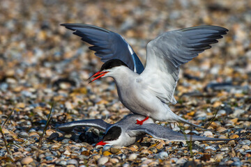 Flußseeschwalben (Sterna hirundo) beim Paarungsritual