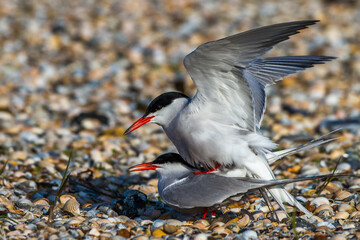 Flußseeschwalben (Sterna hirundo) beim Paarungsritual