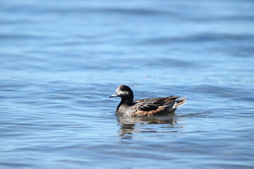 Duck & bird