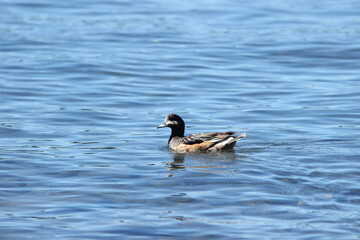 Duck & bird