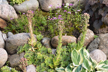 Blooming evergreen groundcover plant Sempervivum known as Houseleek in rockery