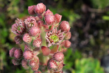 Blooming evergreen groundcover plant Sempervivum known as Houseleek in rockery