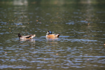 Duck & birds