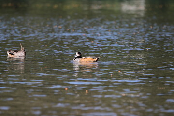 Duck & birds