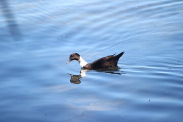 Duck & birds