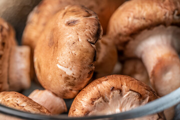 Mushrooms close up