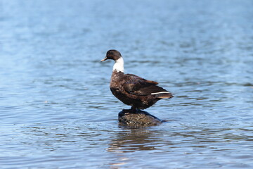 Duck & birds