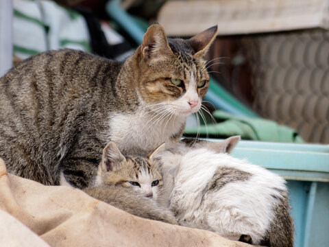 1 5 件の最適な 親子猫 画像 ストック写真 ベクター Adobe Stock 1 5 件の最適な 親子猫 画像 ストック写真 ベクター Adobe Stock