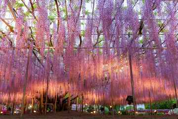 あしかがフラワーパーク　大藤の花
