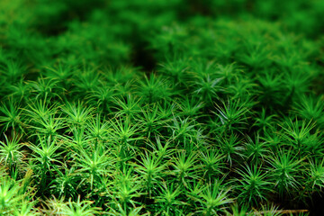 close up of star-shaped green moss (sagina subulata)