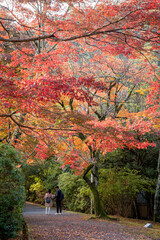 Fototapeta na wymiar Colorful autumn color in Japan. Maple & ginkgo tree change their leaves color to red. Concept for autumn and foliage background.