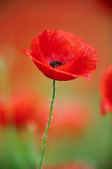 Corn Poppy