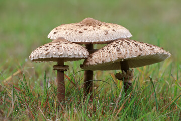 Parasol Mushroom