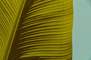 abstract detail of a banana plant leaf in the sun with the blue sky showing in warm retro colors