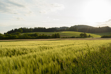 Cornfield Shimmers In Spring In A Romantic Hilly Landscape