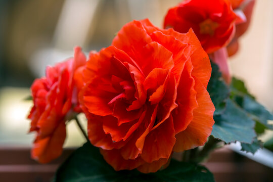 Flowers Of A Red Tubercle, Begonia × Tuberhybrida