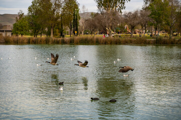 Several Canadian geese fly over Lake Elizabeth