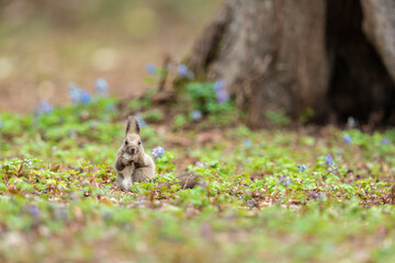 エゾリスとエゾエンゴサク
