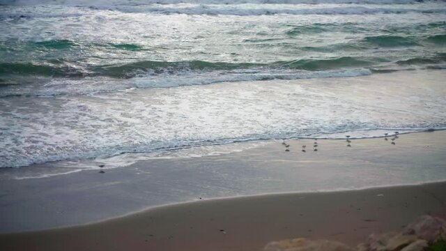 Beach waves with Calidris minuta birds passing by