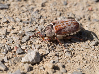 Cockchafer, May bug, doodlebug, Melolontha melolontha