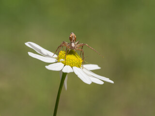 Spider, Philodromus aureolus