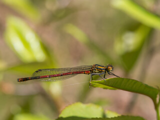 Large red damselfly, European damselfly Pyrrhosoma nymphula