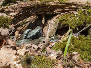 Grass snake, ringed snake, water snake, Natrix natrix