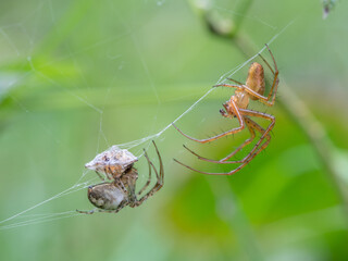 Herbstspinne, Metellina