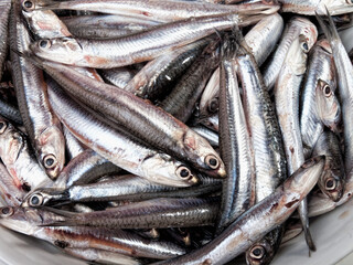 raw anchovies