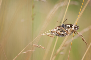  Melanargia galathea