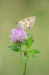  Melanargia galathea
