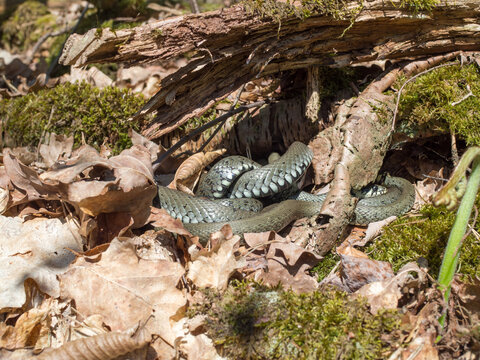 Grass snake, ringed snake, water snake, Natrix natrix