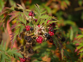 Blackberry Plant In Autumn