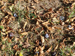Winfall Plums