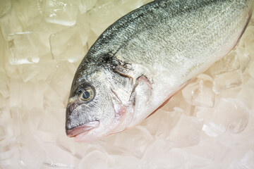 Fresh Gilthead On Ice