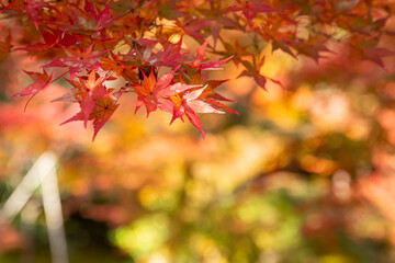 Naklejka na ściany i meble Autumn season in temple, kyoto, japan 