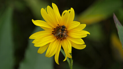 Topinambur Flower With A Honeybee With Green Background