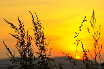 
Sunset and mugwort