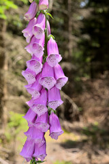 blooming foxglove in the forest © Stockfotos