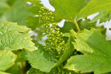 flowering vine framed by wine leaves