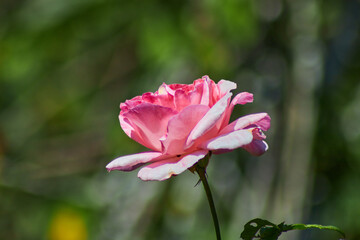 pink rose in the garden