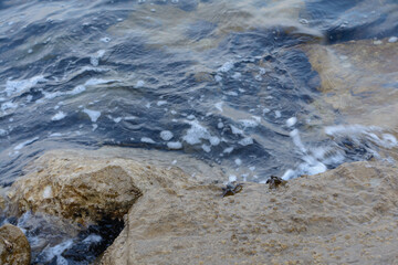 Crabs Crawling On Stone At The Seashore