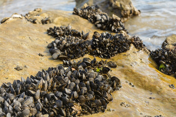 Crabs Crawling On Stone At The Seashore
