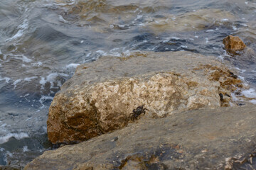 Crabs Crawling On Stone At The Seashore