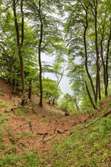 
Chalk coast, Ruegen island