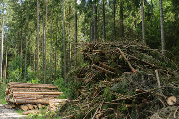 Felled Forest Trees Lying On A Pile Ready For Collection