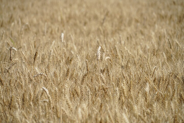 Stubble Field
