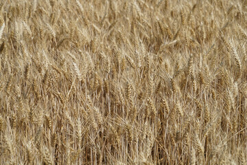 Stubble Field
