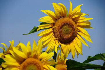 Fototapeta premium Sunflower