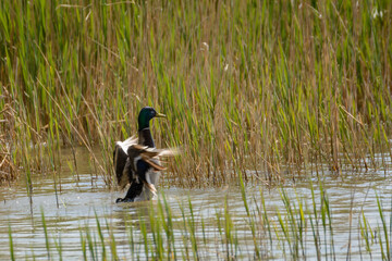 Beautiful Wild Duck Flies Off The Water
